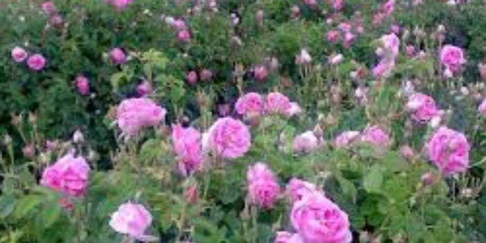 کلاس آنلاین شیمی یازدهم ریاضی