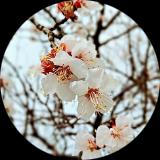 سیده سبا  شریعت